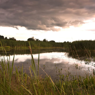 Sommerabend am Schilfteich