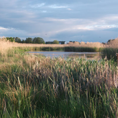 Schilfteich Blickrichtung Lindheim