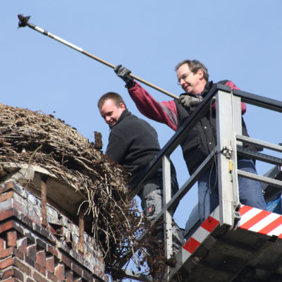 Das mittlerweile 70cm hohe Nest wird teilweise abgetragen