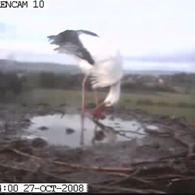 Wasserpfütze im Nest