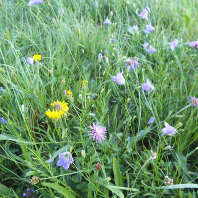 Blütenreiche Blumenwiese